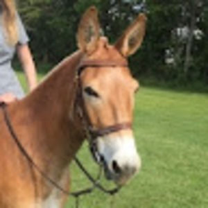 Meet your Posher, S
